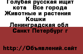 Голубая русская ищит кота - Все города Животные и растения » Кошки   . Ленинградская обл.,Санкт-Петербург г.